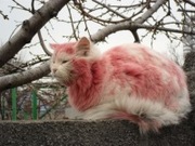 восковая депиляция, наращивание ресниц, обучение