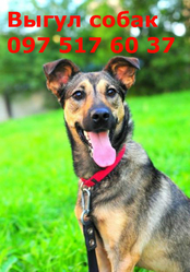 Выгул собак