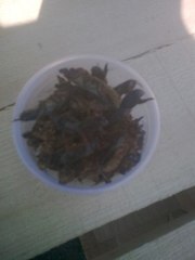 Продам медведку (капустянку) для лечения туберкулёза