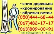 Спилювання дерев Вінниця. Валка,  спил дерев бензопилою у Вінниці.