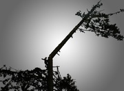 Спилюю  дерева