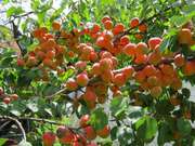 Обрезка, обрезка сада, формирование, уход, борьба с вредителями.