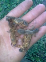 Продам, куплю,  медведку (капустянку) сушеную для лечения туберкулёза