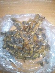 продам медведку длянародного лечения туберкулеза