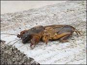 продам медведку от туберкулеза