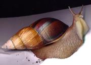 Сеанс омолаживающего массажа африканскими улитками ахатина 