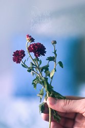  .Фотосъемка в Харькове.