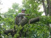 Спил деревьев  и подрезка веток