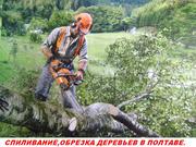 Спил, валка аварийных деревьев. Обрезка опасных веток.