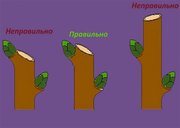 Обрезка сосен Буча,  кронирование деревьев Ирпень