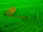 Рулонный газон под ключ