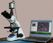 Современная диагностика организма - гемосканирование