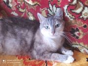 Отдам котят в добрые руки.