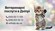 Ветеринар Дніпро – Виїзд,  Консультація,  Операції